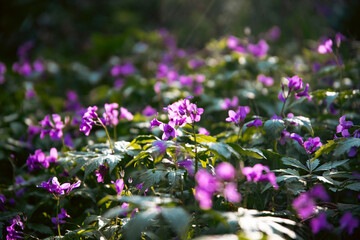 Obraz premium Orychophragmus violaceus or Chinese violet cress
