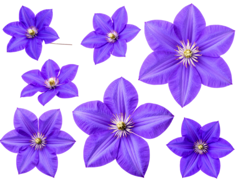 set of Purple, Pink, violet flowers, Transparent PNG - Powered by Adobe