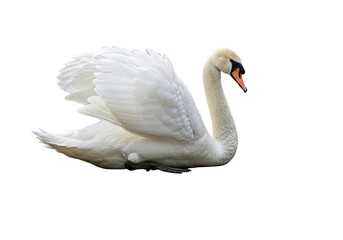White swan, profile view,  wings slightly open