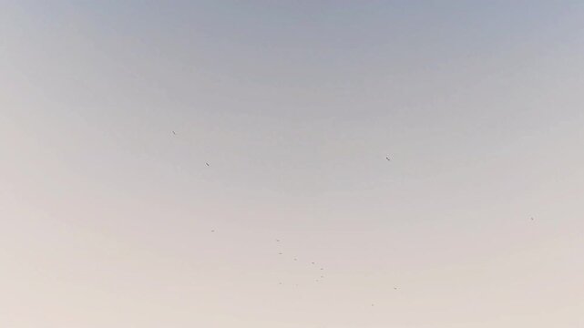 Flying Birds over sky, Black color birds are flying over on the Blue SKY, Evening sky background view.
Birds flying over a heavenly blue sky with fluffy clouds.