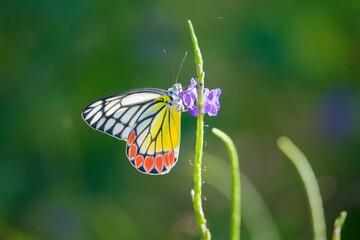 Vibrant butterfly on purple flower
