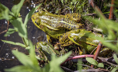 Three frogs are sitting on a leafy green plant