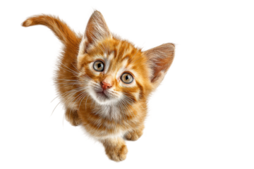 PNG Adorable ginger kitten looking up with curious eyes