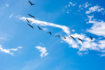 birds