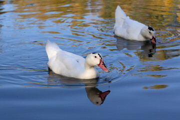 Fototapeta premium Two white ducks floating in a pond