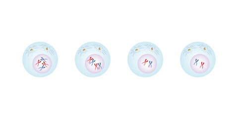 Prophase, First Stage of Mitosis and Meiosis Science Design. Vector Illustration.