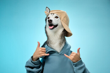 A Siberian Husky wearing a blue hoodie gestures playfully against a light blue background. The...