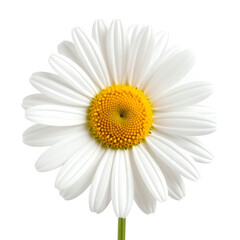 A vibrant white daisy with a yellow center, showcasing its delicate petals and natural beauty