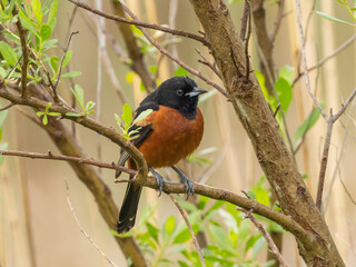 A bright male Orchard Oriole perched  amongst small fresh green leaves