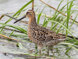 A close up, rear view  of a Short-billed Dowitcher moutling in to alternate, summer plumage and standing amongst grass in shallow water