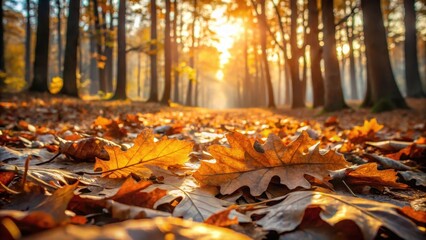 Detailed picture of fallen oak leaves scattered on a forest floor with some trees in the background and sunlight filtering through the canopy above, fallen oak leaves, woodland