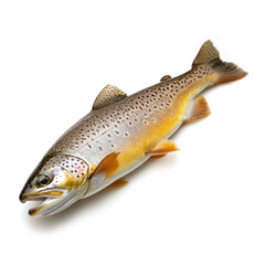 Obraz premium Freshly caught brown trout fish isolated on white background