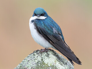 A close up of an adult Tree Swallow perched atop a lichen-covered post