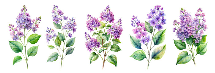 Watercolor Lilac Flowers Set Png, Botanical Spring Purple Lilac Fragrant Floral Bouquet Clipart