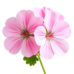 Delicate pink flowers with intricate veining, showcasing a vibrant and fresh appearance, ideal for decorative arrangements