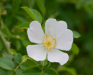 Beautiful close-up of rosa obtusifolia