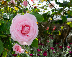 pink rose in spring garden