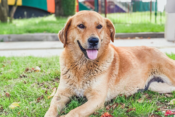 Happy brown dog lying on green grass with its tongue out, enjoying a sunny day outdoors near a playground, homeless animal concept