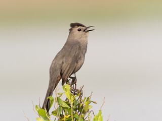 A Gray Catbird perched atop a small bush and in full song