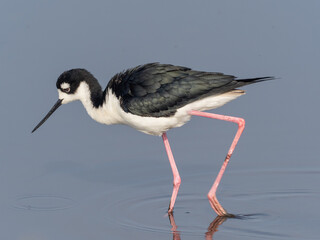 A close up of a Black-necked Stilt  actively feeding in shallow water