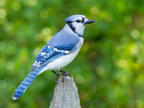 A close up of an adult Blue Jay perched atop a fence post