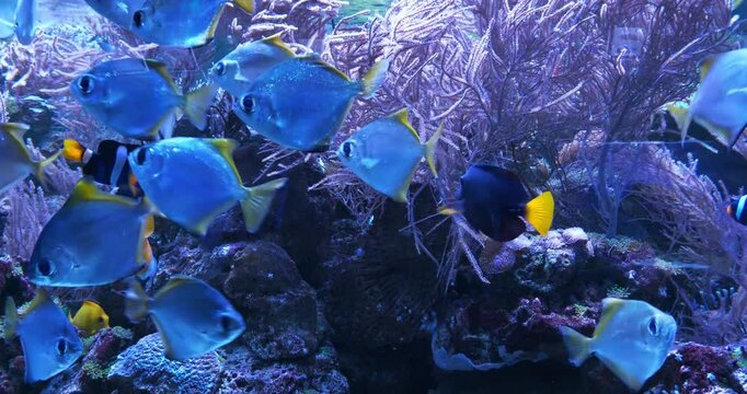 Beautiful fishes swim in big aquarium. View through glass of aquarium