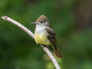 Fototapeta premium An adult Great Crested Flycatcher sitting up on a small branch
