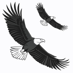 American bald eagles flying with open wings vector illustration isolated