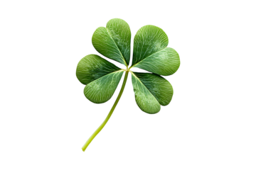 Four leaf clover isolated on transparent background