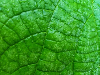 Obraz premium A vibrant flower with light green leaves and delicate white stripes grows in the yard, adding a touch of natural beauty to the space. Its striking colors and intricate pattern make it a standout featu