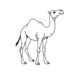 Fototapeta premium Arabian camel drawing illustration vector logo silhouette design.