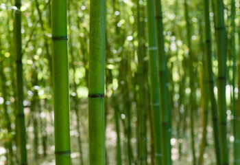 Bamboo forest, bamboo groves background
