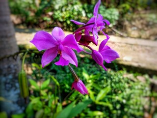 A vibrant purple orchid blooms gracefully in front of the house, adding a touch of natural beauty...