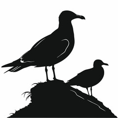 Black silhouette of two seagulls perched on a rocky coastal outcrop