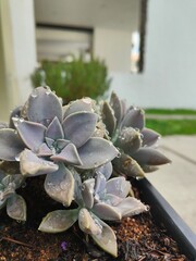 suculenta