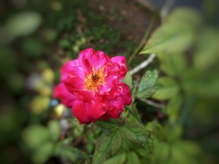 Obraz premium A vibrant red rose in full bloom stands gracefully amidst a lush garden, its velvety petals glowing against a soft backdrop of fresh green grass. A simple yet striking symbol of natural beauty and lov