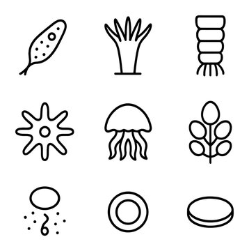 Pelagia Lifecycle Icons. Outline icon set of Pelagia lifecycle stages: planula larva, scyphistoma polyp, strobila segment, ephyra