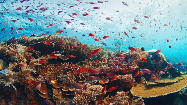 Healthy coral reef with a lot of fish swimming around. Komodo National Park, Indonesia