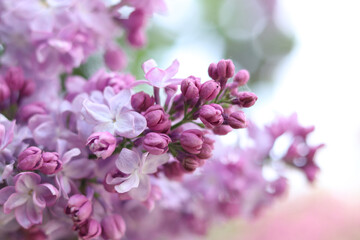 Fototapeta premium Lilac flowers close-up. Branch of blooming lilac, spring flowers with soft focus. Nature background. Lilac flowers with selective focus. Spring