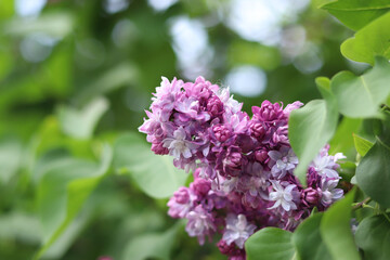 Lilac flowers close-up. Branch of blooming lilac, spring flowers with soft focus. Nature background. Lilac flowers with selective focus. Spring