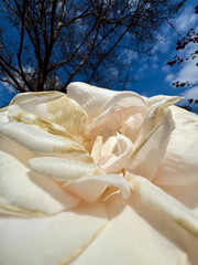 A close up on a white rose flower