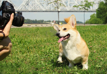 Pet photographer taking pictures of a happy Welsh Corgi Pembroke dog walking in summer park