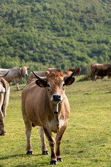 cow and calf