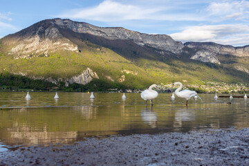 two swans, lake and mountains