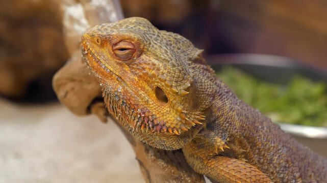 Bearded dragon, Pogona vitticeps or inland bearded dragon - species of agamid lizard found in wide range of arid to semiarid regions of eastern and central Australia