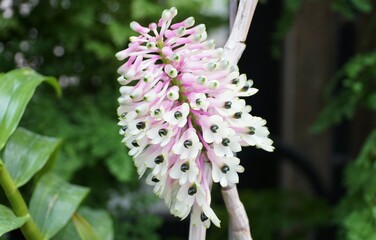 Close-up of a Dendrobium hybrid orchid, highlighting the cluster of pink and white flowers.