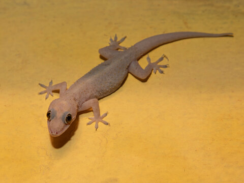 Domestic gecko on the house wall
