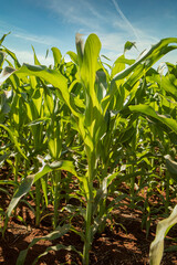 Obraz premium Planting of growing corn, new shoots