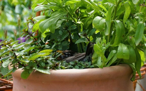 A robin nestled amongst green plants, sits in its nest on a terracotta pot.