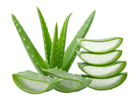 Aloe vera sliced and whole with gel dripping isolated on white background